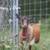 Purebred Nigerian Dwarf Goats (Doelings) 8 thumbnail