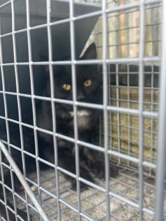 Found Cat (Troy)63686604762115121