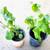(2) Jostaberry Plants Live (Thornless Hybrid Blackcurrant/Goosberry)Be 3 thumbnail