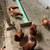 chickens / hens 2 thumbnail