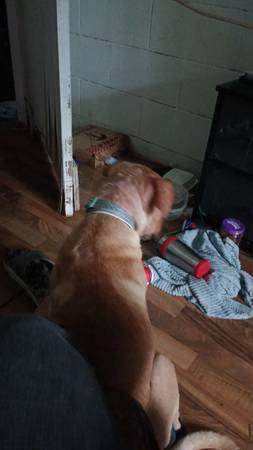 Rednose pit mezclado con labrador blanco (Lago Conneaut)63656845788929121