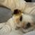 Persian Ragmuffin mix kitten Female 7 thumbnail