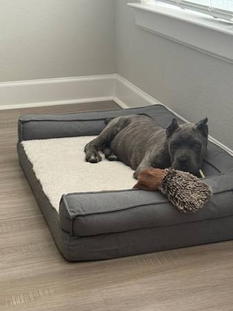 Cane corso de 11 semanas63859316009475120