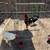Laying hens and stags 8 thumbnail