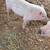 Mini pigs 6 thumbnail