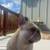 AKC Male Urajiro French Bulldog 8 thumbnail