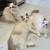 Ragdoll kittens available 1 thumbnail