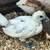 Chickens Ayam cemani 5 thumbnail