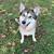Husky/GSD/Malamute Female for rehome 1 thumbnail