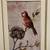 Vintage • BEAUTIFUL LARGE FRAMED BIRD PRINT • 19 x 23 3 thumbnail