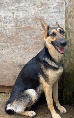 German shepherd female rehome (loganville)63739476511617121