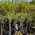 Patio Tree 4 thumbnail