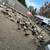 Ducks (young) 1 thumbnail