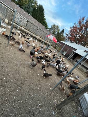 Ducks (young) 1