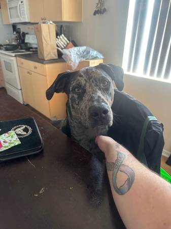 Catahoula (Castle Rock)63679569796353122