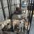 Great Pyrenees Husky Mix 1 thumbnail