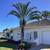 Canary Island type Palm Tree. FREE. JUST REMOVE AND FILL THE HOLE. 3 thumbnail