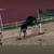 Gymkhana Large quarter pony cross 5 thumbnail