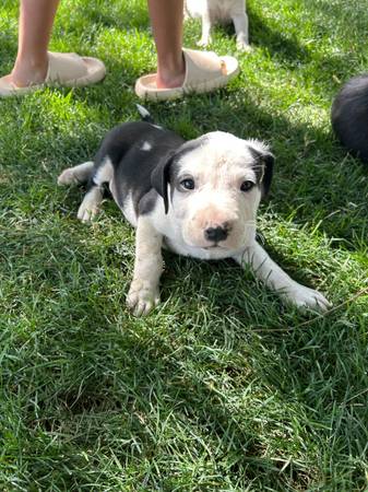Rehoming pups! (Warden)63656878809731124