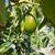 avocado , Sir prize ,steward , ,Pinkerton  , jutano  Fueter ,mexicola 17 thumbnail