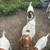 6 Boer Goat Does 7 thumbnail