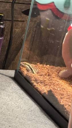 Five line skink (Dunbar)63882391675393122