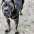Cane Corso Pup 1 thumbnail