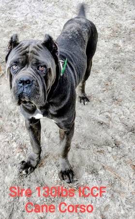 Cane Corso Pup 1