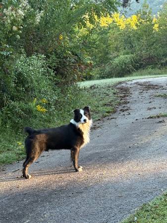American Shepherds (Clermont, GA)63922481625474121