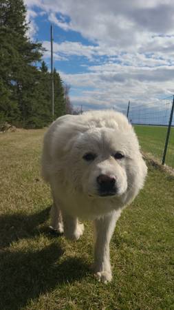 Great Pyrenees needing new home531653983942758402