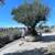 🫒 GIANT 150+ YEAR OLD SUPER GNARLY TRUNK OLIVE TREES GIANT SAVIINGS🫒 14 thumbnail