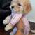 Poodles 2 thumbnail