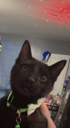 3 kittens (Evansville)