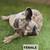 French bulldogs fluffy carrier 1 thumbnail