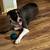 Rehoming 18 month old female mixed breed 3 thumbnail