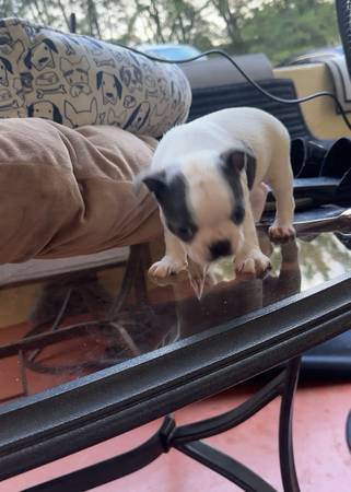 Lindos cachorros (Kendal)64141766660226121