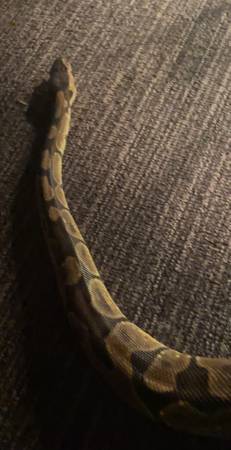 Male ball python 1