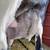 Registered Nigerian dwarf doe 4 thumbnail
