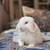 Holland Lop Baby Bunnies 3 thumbnail