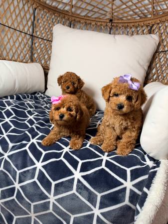 Cachorros de caniche toy