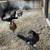 Game fowl 3 thumbnail