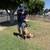 DOG TRAINING, Aggression Specialist, Board & Train, 39 yrs exp. 12 thumbnail