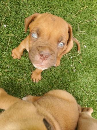 French mastiff (dogue de Bordeaux) boxer (Phoenix)64048129195265123