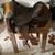 Saddles for sale 5 thumbnail