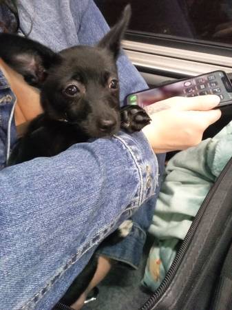chiwawa mix puppy! (San Francisco)63966186379906120