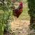 FREE Rooster 4 thumbnail