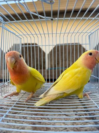 LOVEBIRDS TAMED (san jose east)63861571926913121