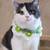 British Kitty 1 thumbnail