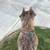 rehoming cane corso 1 thumbnail