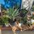 Beautiful Drought Tolerant Desert Plants for your Home! 7 thumbnail